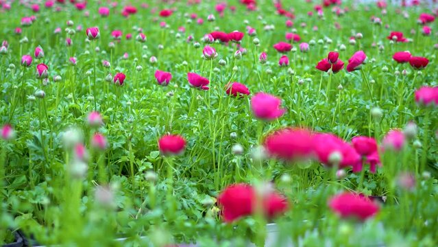 Blumen im Gew&auml;chshaus
