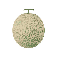 Cantaloupe melon, fruit vector illustration.