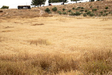 landscape photo for wheat field dried and ready to be harvested