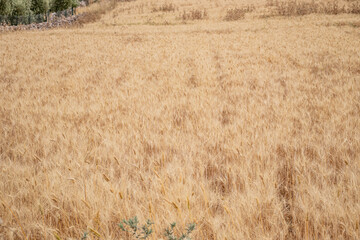 landscape photo for wheat field dried and ready to be harvested