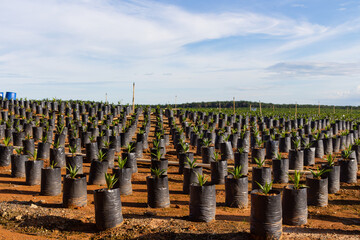 beautiful view and neat rows of oil palm seedlings in polybags during the growth period (Bibitan in Indonesian) with sky in the background.