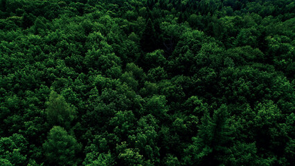Green dense deciduous forest. Top view, shooting from a quadcopter. The concept of ecological...