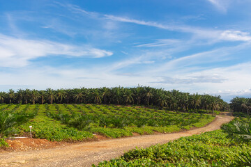 Beautiful view of a row of small replanted palm oil trees with a road beside them with a blue sky in the background.