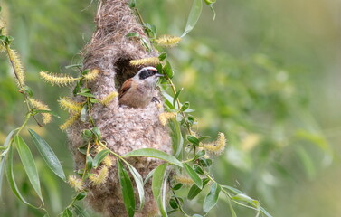 Remez bird builds a nest on a willow branch