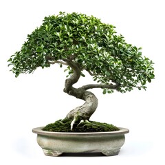 Serissa Bonsai, indoor Bonzai tree, isolated on white backgrounds