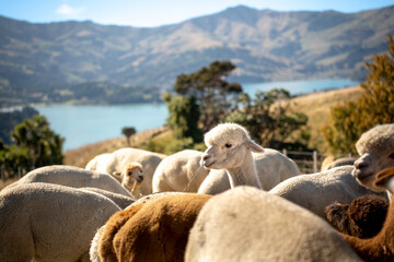 Selective focus and close up of a group of adorable white and brown alpacas, bending down to eat...