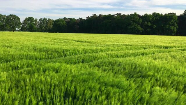wheat field in the wind waving grain plants green landscape shot  lue sunny sky