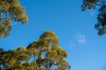 beautiful gum Trees and shrubs in the Australian bush forest. Gumtrees and native plants growing