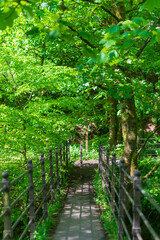 Obraz premium path in the forest