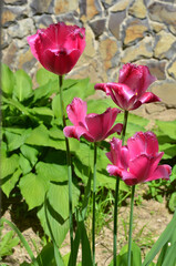 Group of crimson fringed tulips ' Curly Sue' bloom in spring garden. Gardening ,planting ,growing tulips concept.
