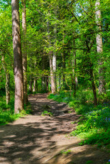 path in the forest