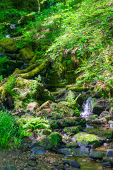 stream in the forest