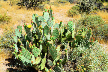 Prickly Pear Cactus Sonora Desert Arizona