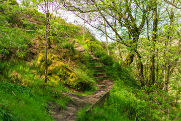 Obraz premium path in the forest