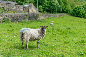 Fototapeta premium sheep and lamb