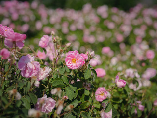 Field of roses in sunny summer day