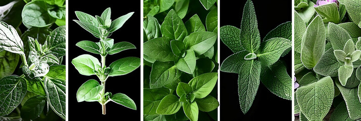 This collage features various types of sage leaves, showcasing their unique shapes, textures, and colors. The assortment includes common sage, pineapple sage, white sage, and more