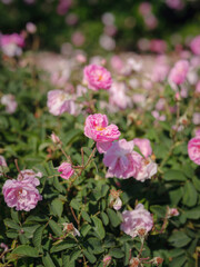 Field of roses in sunny summer day
