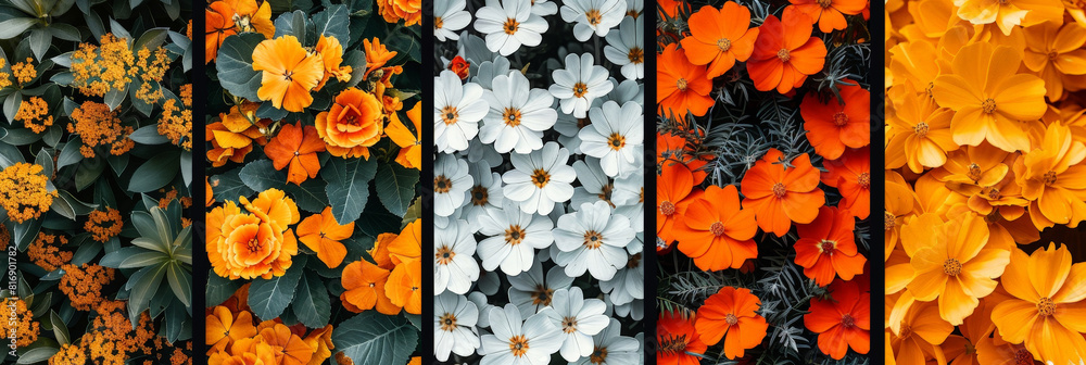 Poster a straight row of vibrant orange and white flowers blooming in a well-maintained garden, creating a 