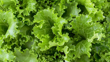 growing lettuce leaves background, close up