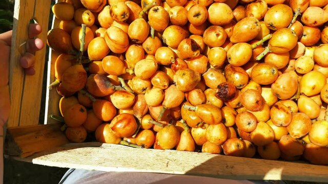 A Farmer Moving Around A Box Of Medlars, POV
