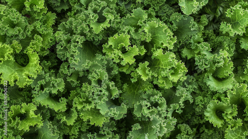 Poster a detailed view of kale leaves, showcasing their vibrant green color and unique texture. the camera 