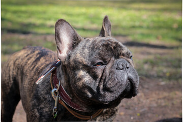 Cute French Bulldog on a walk 