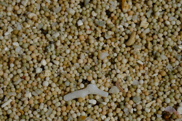 closeup of tropical beach sand grains. white sand. sand surface.
