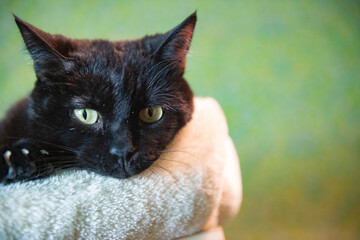 Schwarze Kurzhaar Katze in ihrem Katzenbett