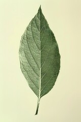 green Willow leaf on a cream background
