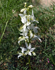 Barnacle spur, consolida ajacis