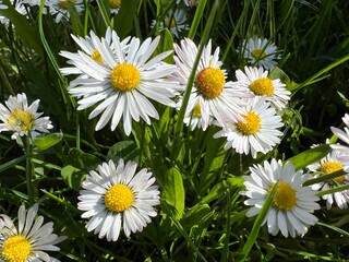 Daisy, Bellis Perennis © Ruckszio