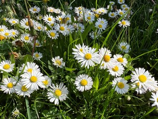 Daisy, Bellis Perennis © Ruckszio