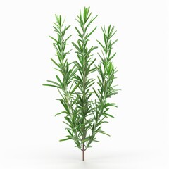 Rosemary plant isolated on plain white background