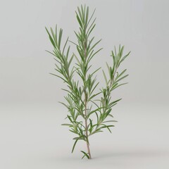 Fototapeta premium Detailed 3D model of a rosemary plant on a white background for graphic design