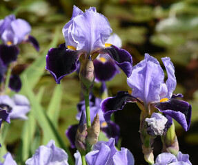 Irises, Iris Barbata-Elatior