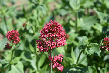 Centranthus ruber