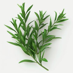 Obraz premium A single branch of rosemary isolated on a plain white background