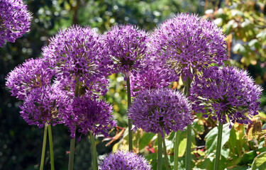 Ornamental Lily, Giant Lily