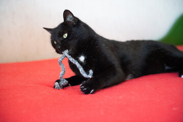 Schwarze Kurzhaar Katze mit Filz Spielzeug