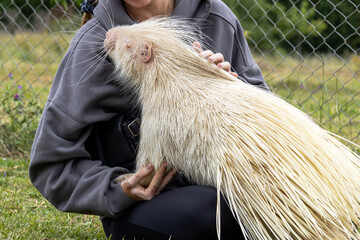 albino porcupine is being gently touched woman's hand in rehabilitation zoo. unique creature, with...