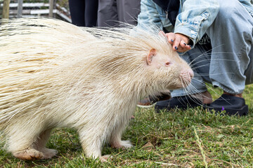 albino porcupine is being gently touched woman's hand in rehabilitation zoo. unique creature, with white fur and protective spines, natural mutations. conservation wild animals recovery. biodiversity