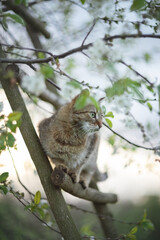 A photo of a brown cat on a flowering tree.