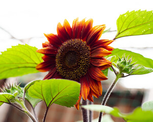 Lookup view blossom chocolate cherry sunflower with rich chocolate black cherry color, multi-branching tall plant, vibrant yellow ring, pollen disk deep onyx centers, homegrown Helianthus annuus