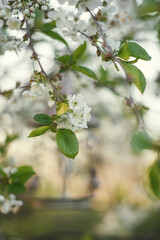 Photo of a cherry blossom branch.