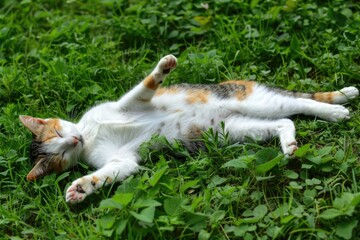 Fototapeta premium Cute pretty cat enjoying with sunrays and relaxing on the grass