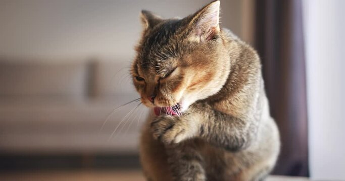 A close-up view of a tabby cat grooming itself inside a home, with soft focus on the background setting a calm and cozy tone. Adorable domestic pet concept.