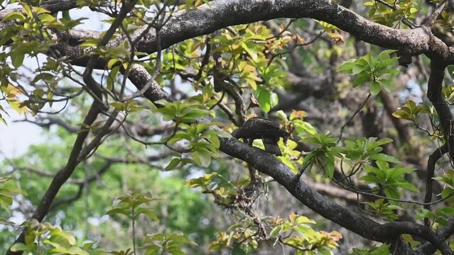 Oriental honey buzzard on a lush green sal tree in Kanha national park