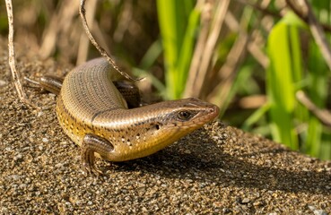 Lygosoma bowringii (Commonly known as the Bowring's Skink) This image features a Bowring's Skink, a fascinating lizard known for its elongated body and smooth scales