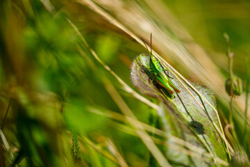 A grasshopper in a meadow